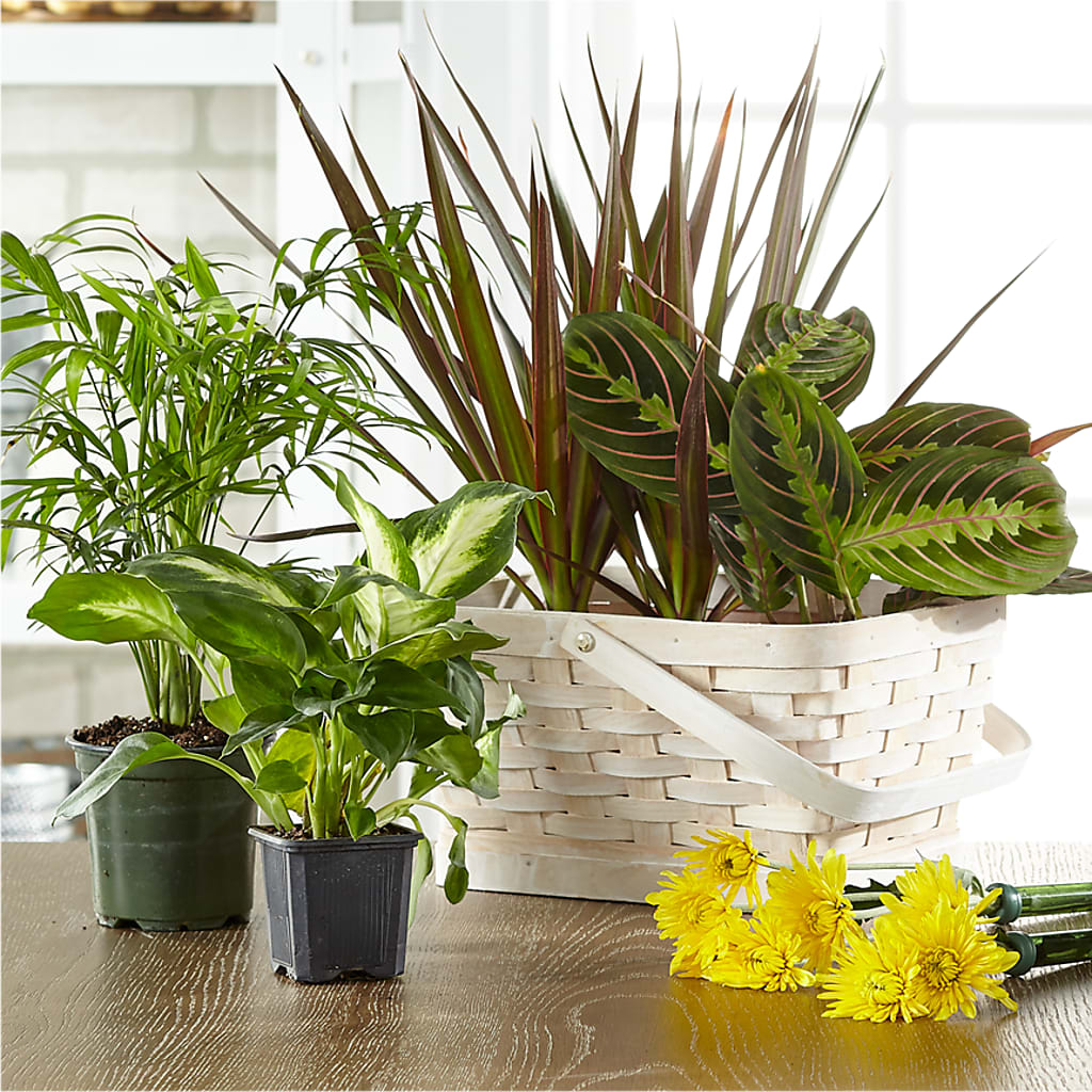 Florist Designed Blooming and Green Plants in a Basket – Neilsen Florist, Seattle WA