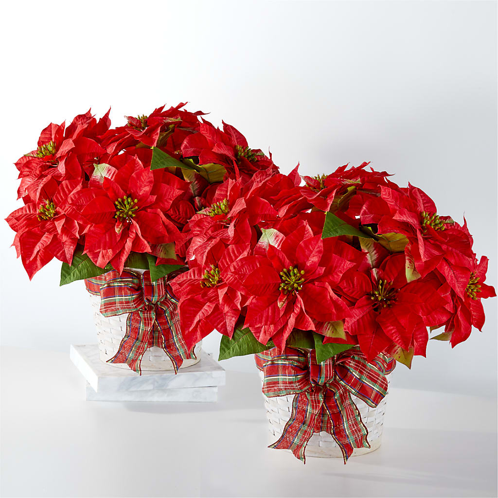 Happiest Holidays Poinsettia Bundle – Neilsen Florist, Seattle WA