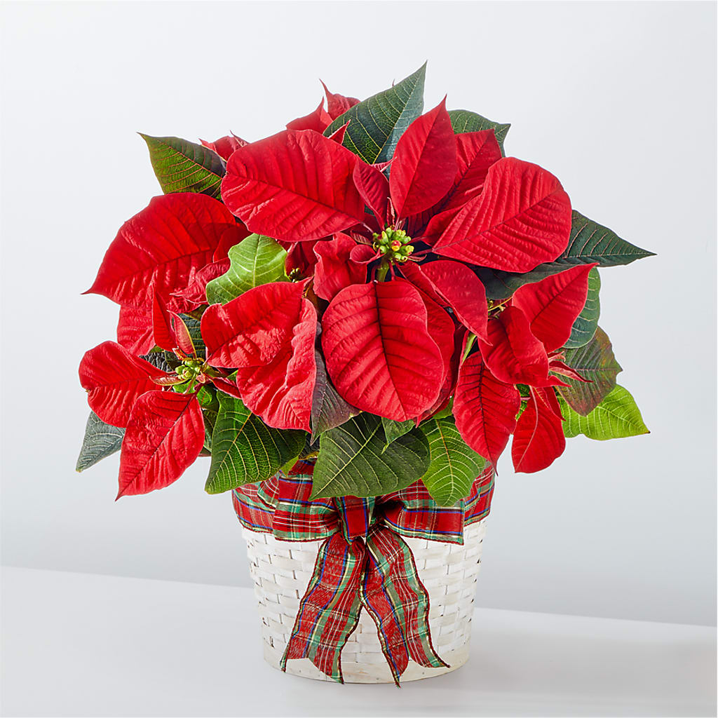 Happiest Holidays Poinsettia – Neilsen Florist, Seattle WA