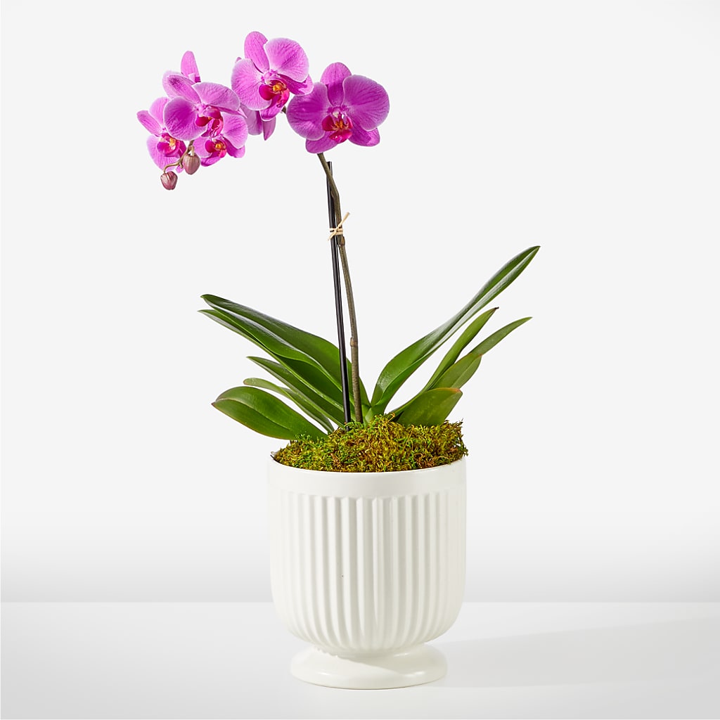 Friendly Fuchsia Orchid – Neilsen Florist, Seattle WA