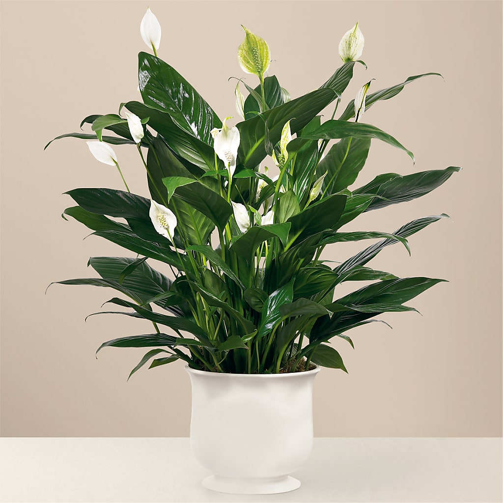 Comfort Planter – Neilsen Florist, Seattle WA
