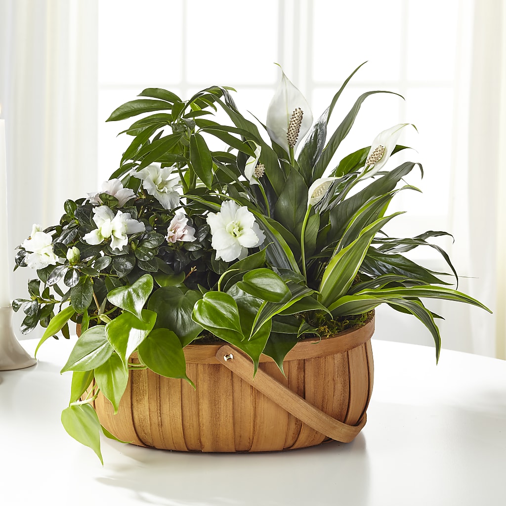 Serene Dishgarden – Neilsen Florist, Seattle WA