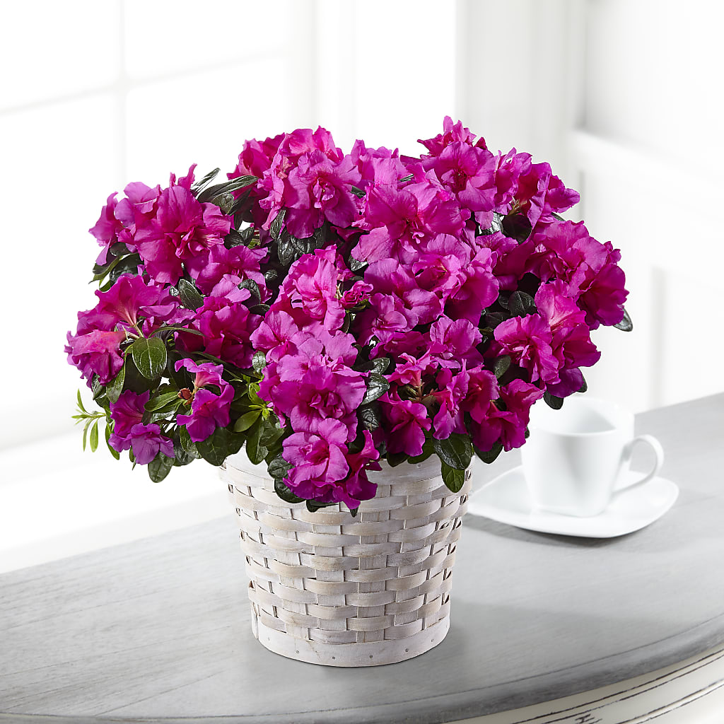Hope & Serenity Azalea Plant – Neilsen Florist, Seattle WA