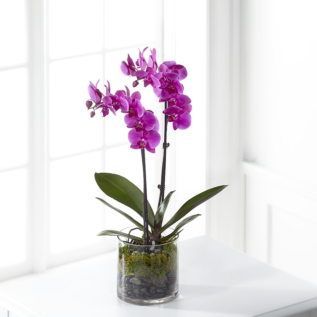 Pink Orchid Plant – Neilsen Florist, Seattle WA