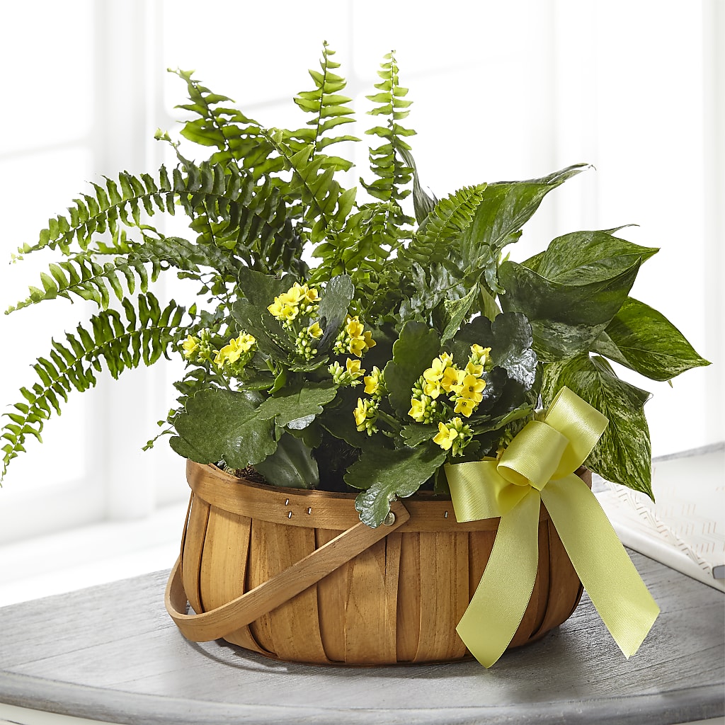 Always Dear Dishgarden – Neilsen Florist, Seattle WA