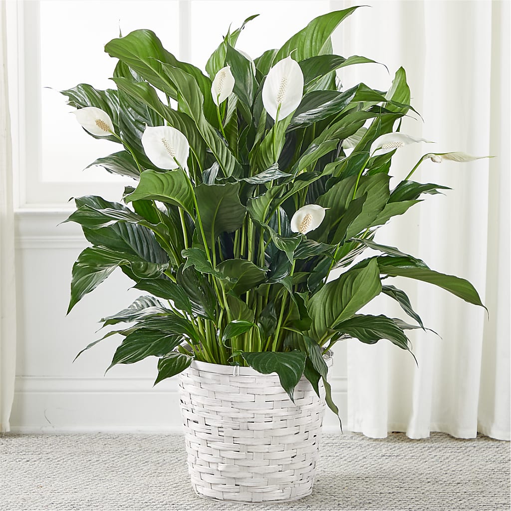 A New Leaf Peace Lily – Neilsen Florist, Seattle WA
