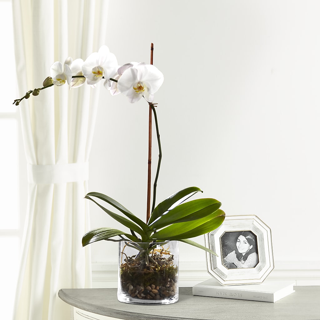 White Orchid Planter – Neilsen Florist, Seattle WA