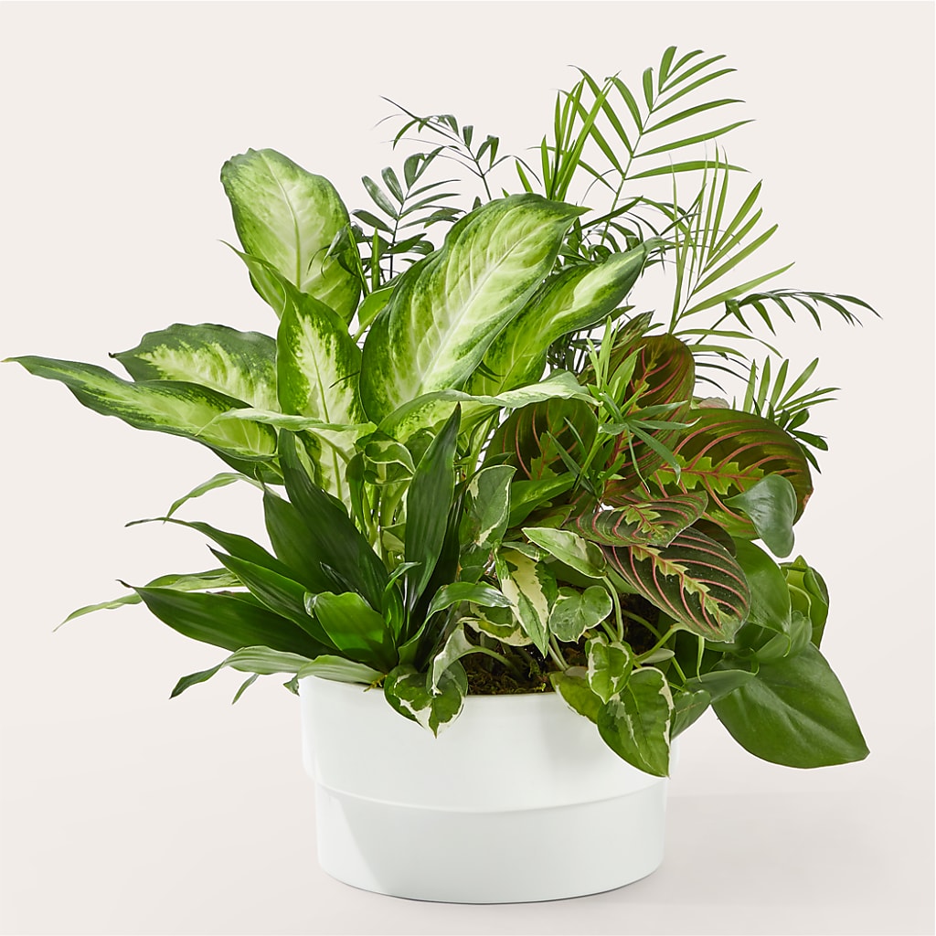 Radiating Positivity Dishgarden – Neilsen Florist, Seattle WA