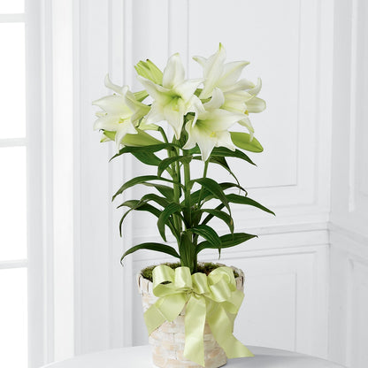 Easter Lily Plant –  Neilsen Florist, Seattle WA