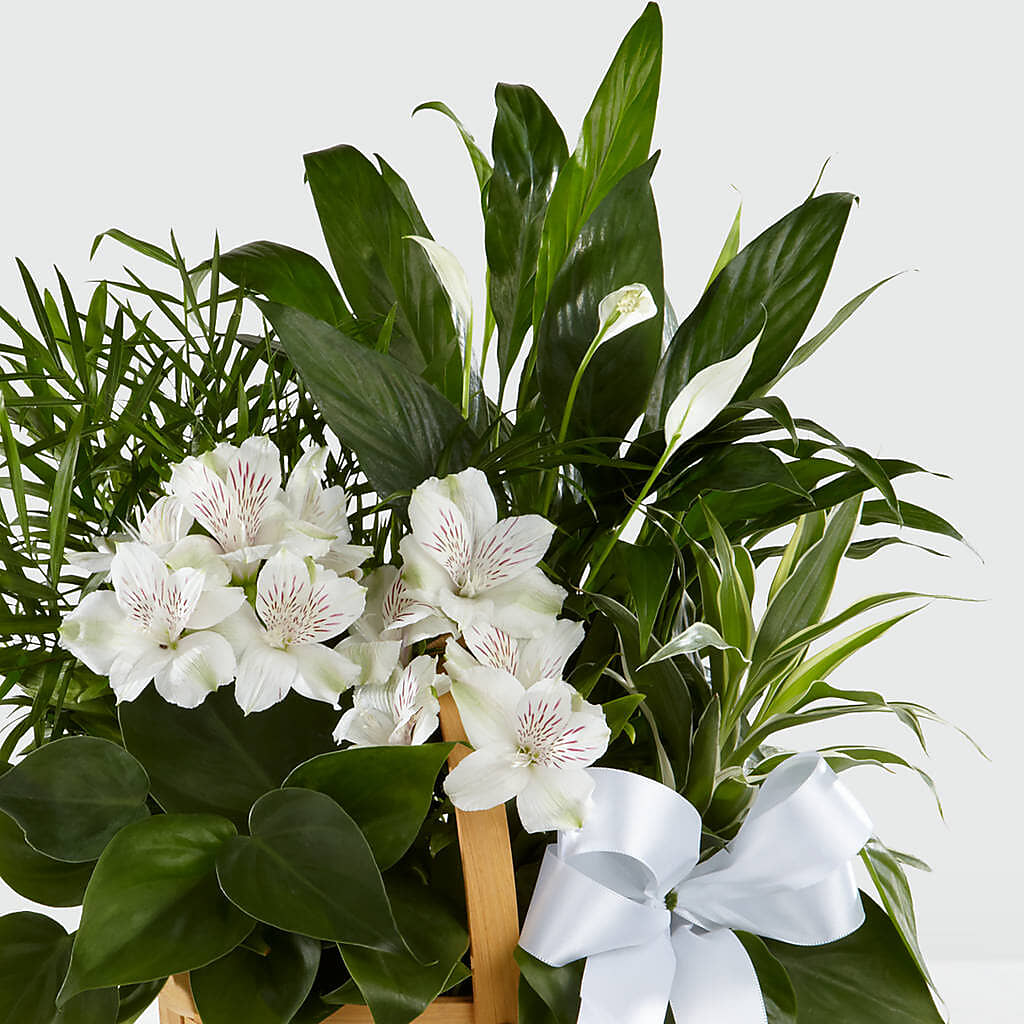 Peace & Serenity Dishgarden –  Neilsen Florist, Seattle WA