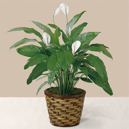 Tranquil Moments Peace Lily Plant –  Neilsen Florist, Seattle WA