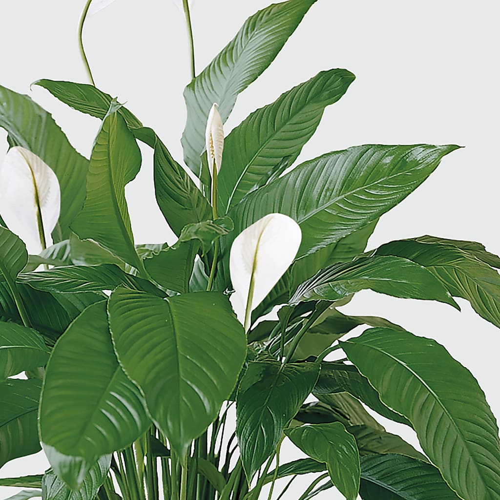 Tranquil Moments Peace Lily Plant –  Neilsen Florist, Seattle WA