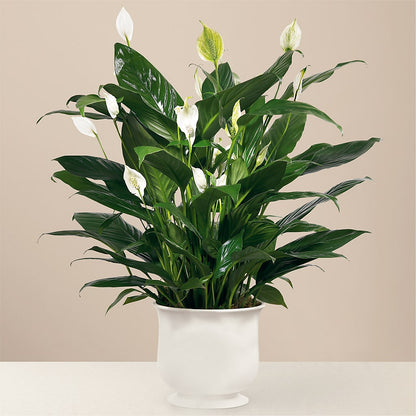 Comfort Planter –  Neilsen Florist, Seattle WA