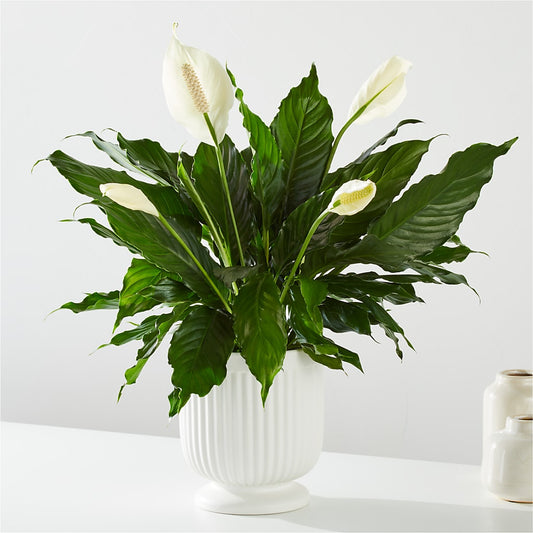 Comfort Planter –  Neilsen Florist, Seattle WA