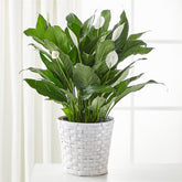 Neilsen Florist