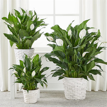 A New Leaf Peace Lily –  Neilsen Florist, Seattle WA