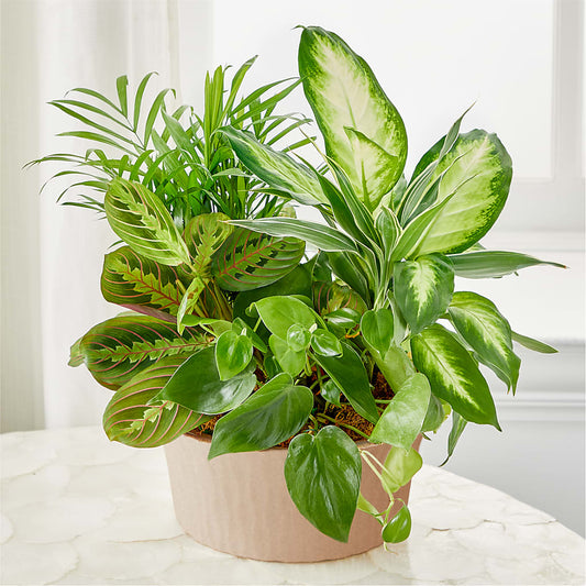 Balance & Harmony Dishgarden –  Neilsen Florist, Seattle WA