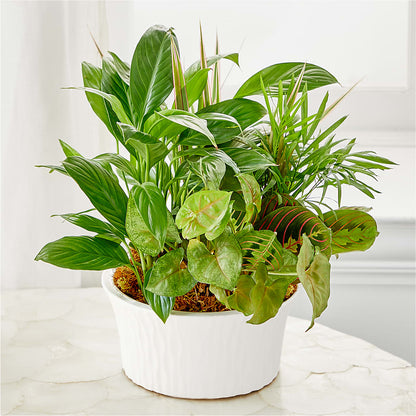 Balance & Harmony Dishgarden –  Neilsen Florist, Seattle WA