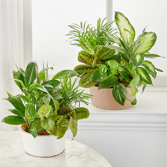 Balance & Harmony Dishgarden –  Neilsen Florist, Seattle WA