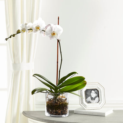 White Orchid Planter –  Neilsen Florist, Seattle WA